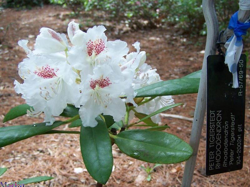 Peter Tigerstedt Rhododendron