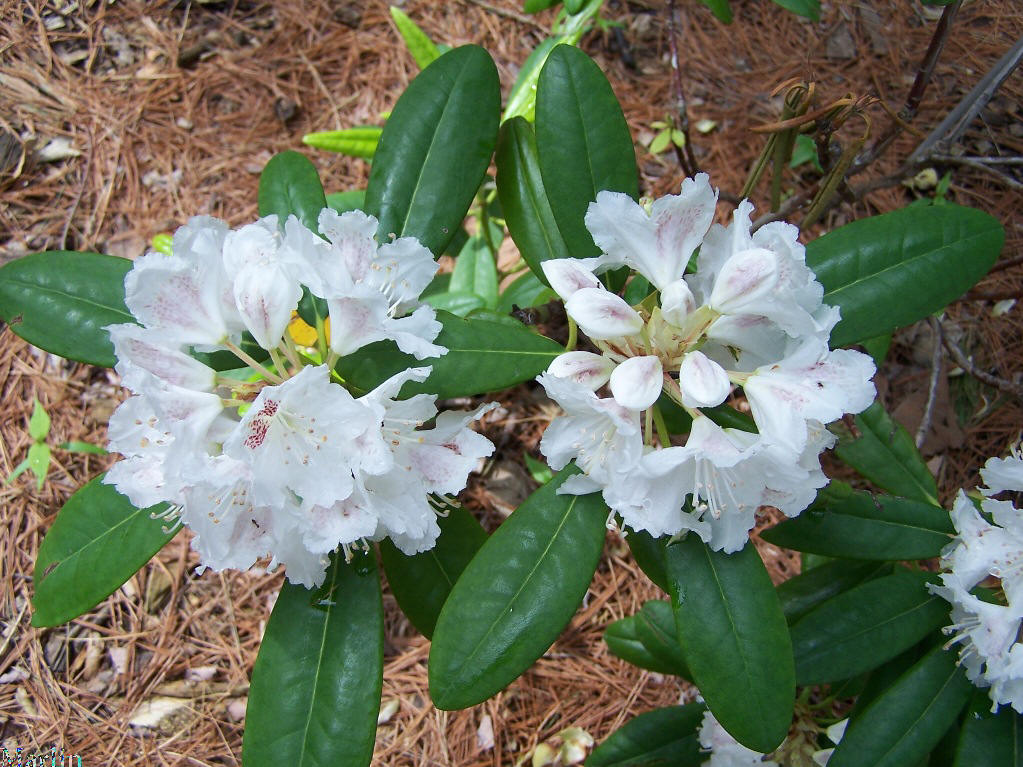 Peter Tigerstedt Rhododendron