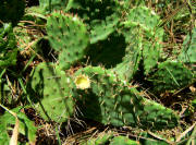 Eastern Prickly Pear