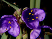 spiderwort