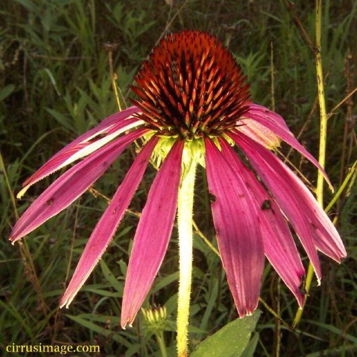 Echinacea wildflower