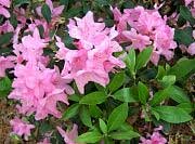 'Weston's Mayflower' Rhododendron