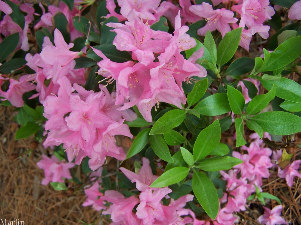 Weston's Mayflower Rhododendron
