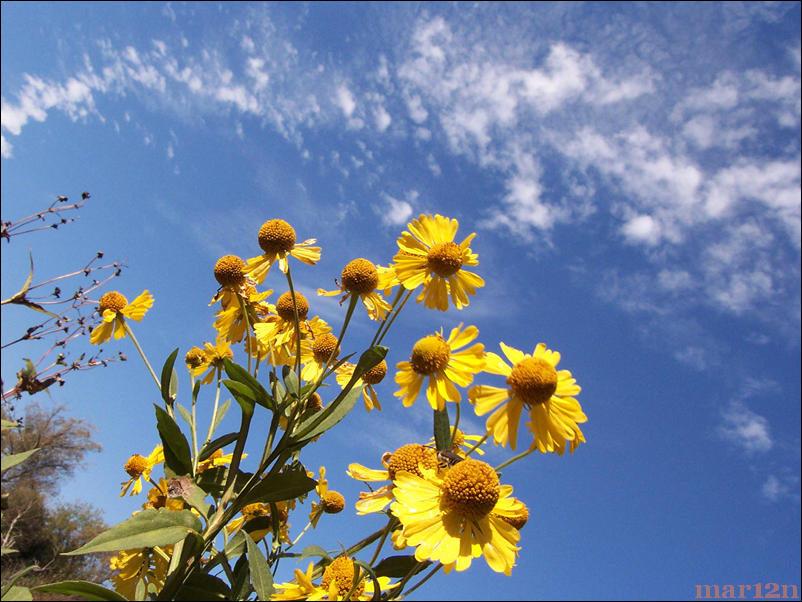 Common Sneezeweed