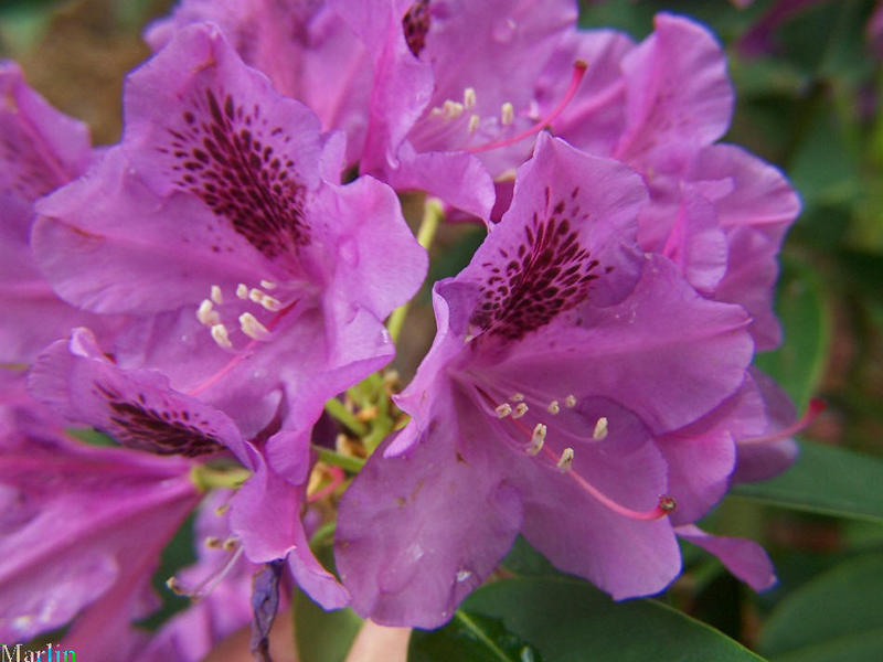 Tapestry Rhododendron Flowers