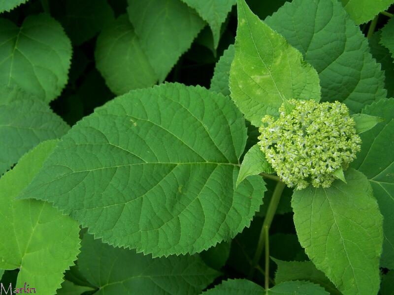 Wild Hydrangea