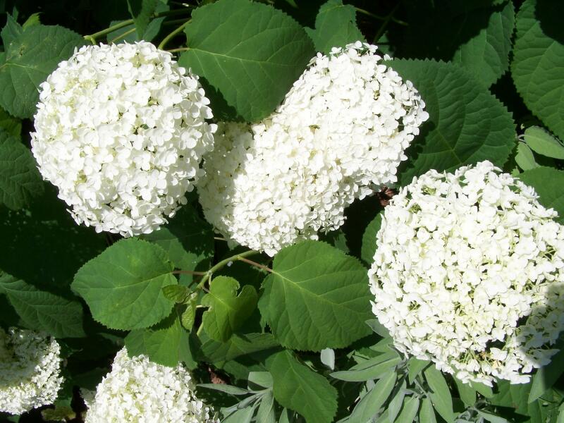 Wild Hydrangea