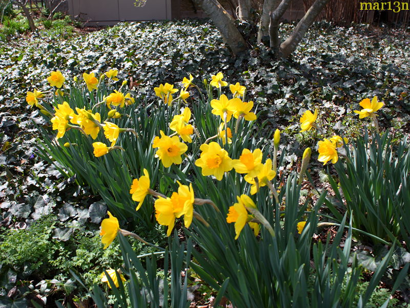 Yellow Cheerfulness Narcissus North American Insects Spiders