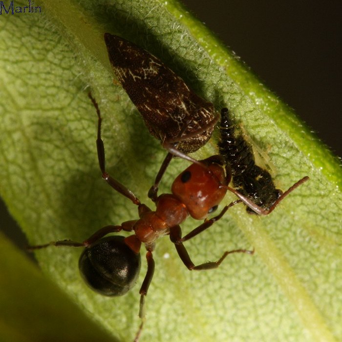 Allegheny mound ant and planthoppers