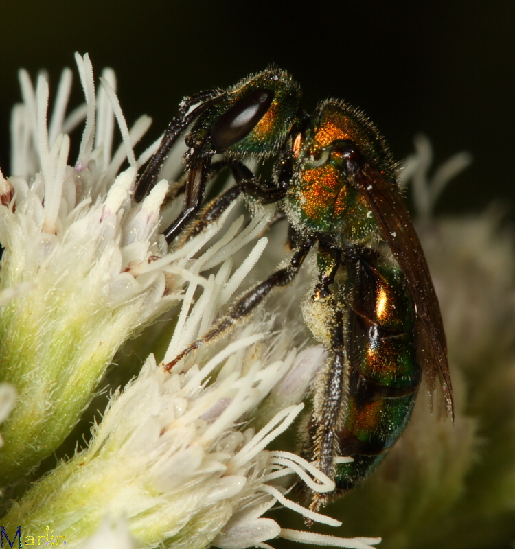 Halictid Bee - Augochlora pura