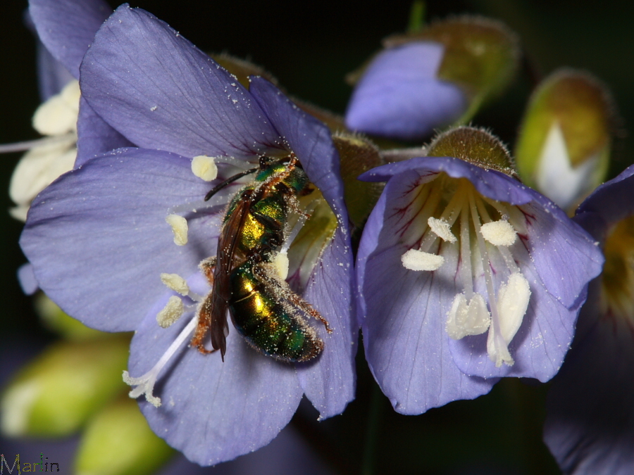 Green Halictid Bee in Blue Flower