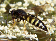 Digger Wasp