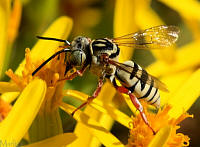 Cuckoo Bee - Triepeolus sp.