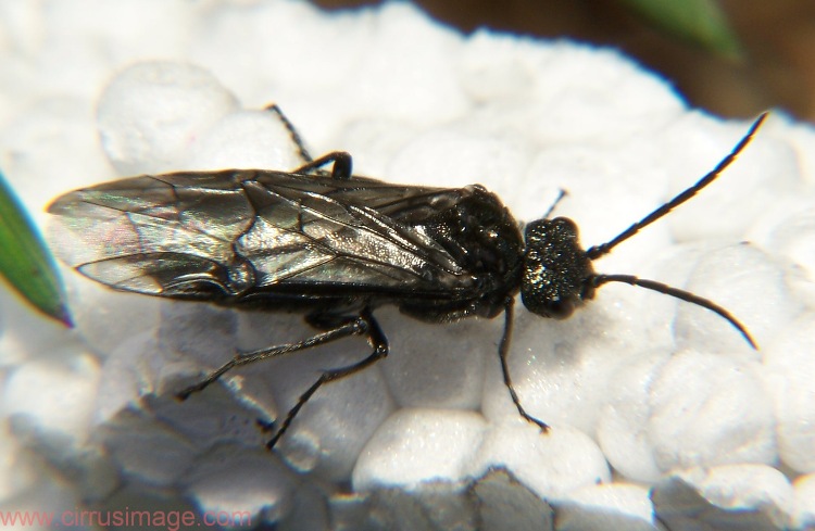 Adult Sawfly