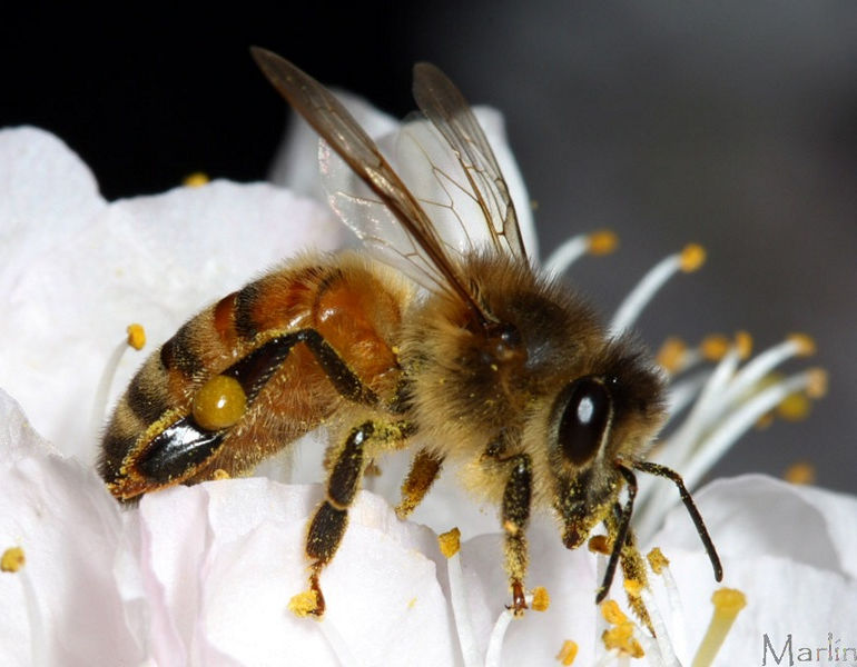  Honey Bee on wild plum blossoms