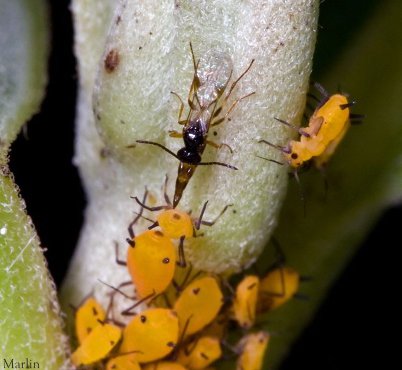 Wasp egg-laying on aphids