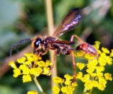 Wild parsnip: Pastinaca sativa