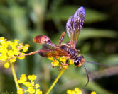 Sphecid Wasp