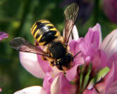 Wool Carder Bee Female