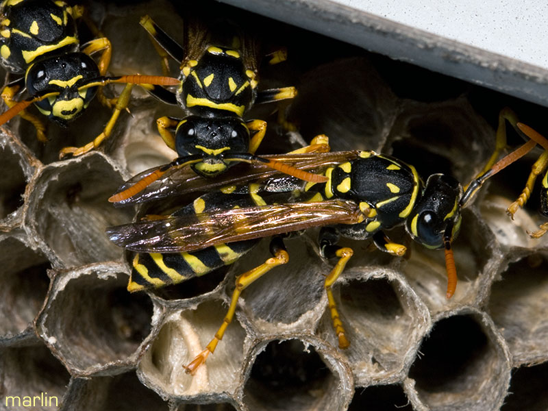 Paper Wasps om paper nest