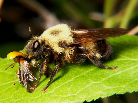 Robber Fly - Laphria thoracica