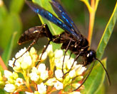 Great Black Wasp