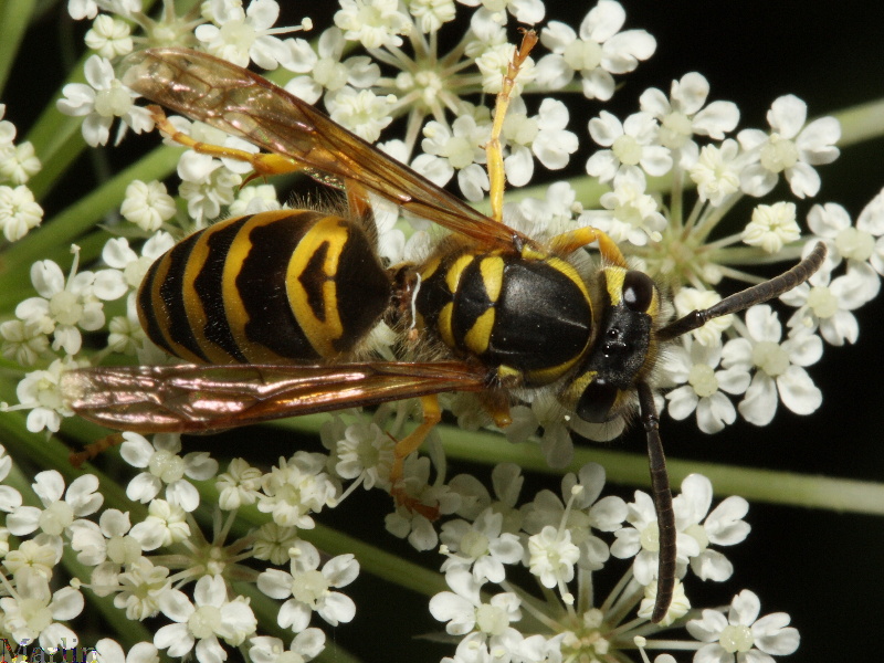 Yellowjacket Wasp