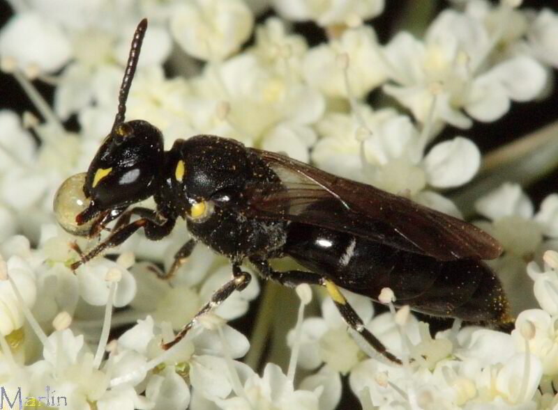 Yellow-masked Bee - Hylaeus sp.