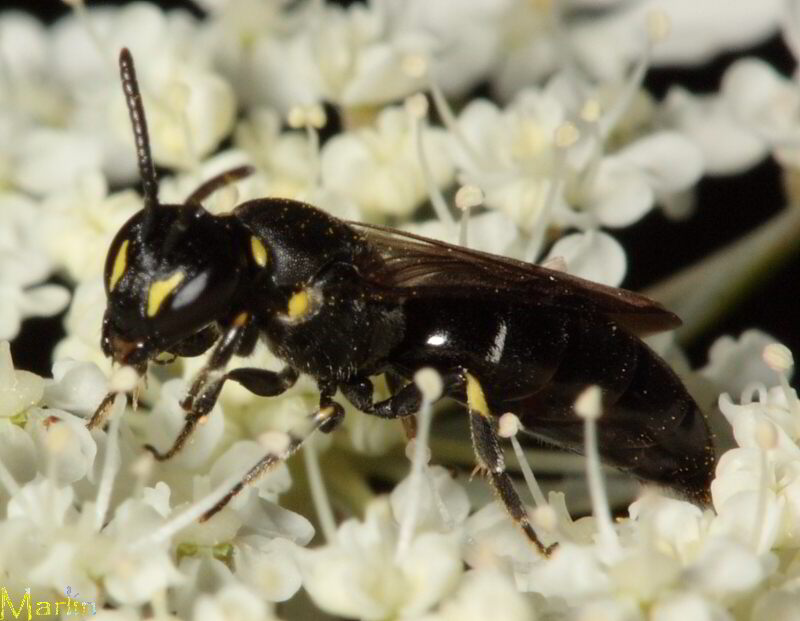 Yellow-masked Bee