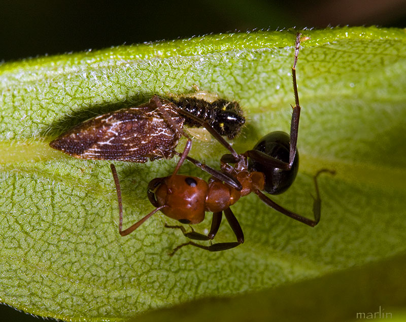 Allegheny Mound Ants tend hopper nymphs