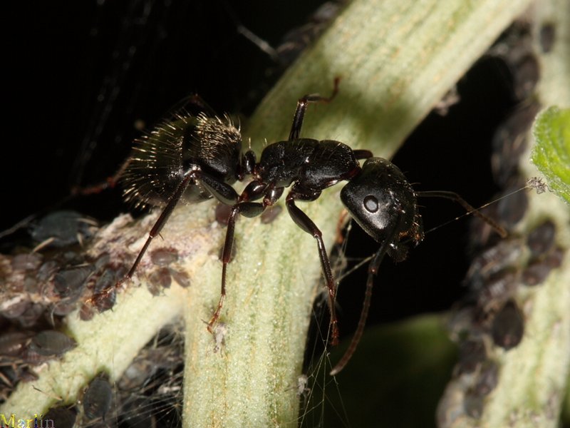 Ants tending aphid farm