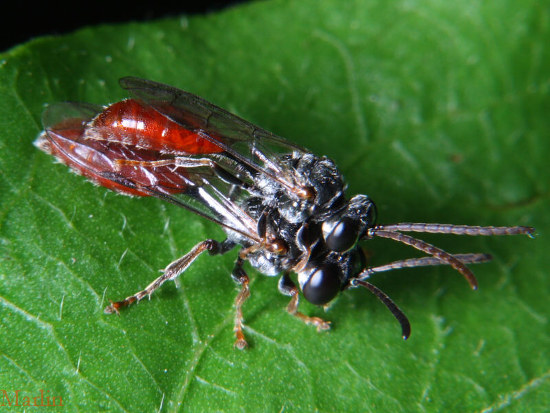 Aphid Wasps - Subfamily Pemphredoninae