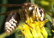 Bald-faced Hornet