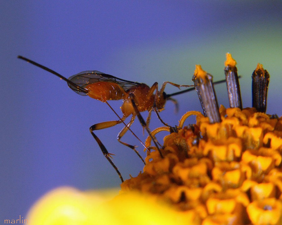 Braconid Wasp Ovipositing
