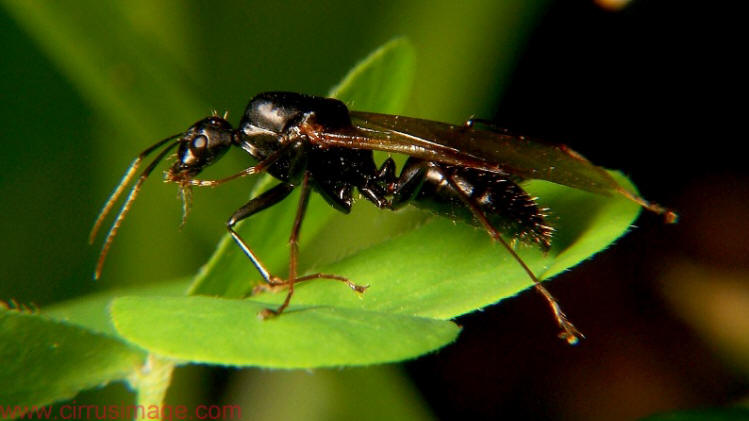 winged male carpenter ant