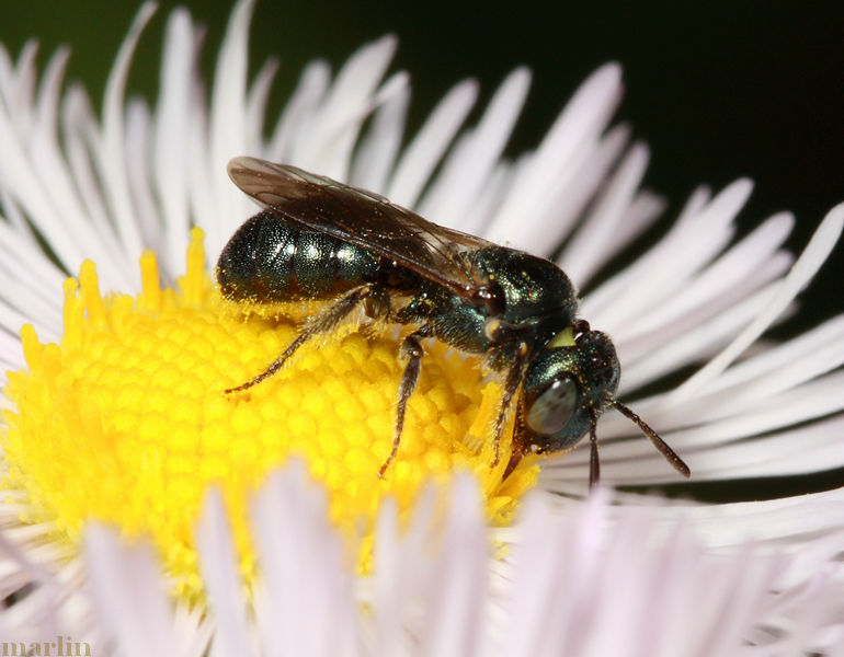 Male small carpenter bee