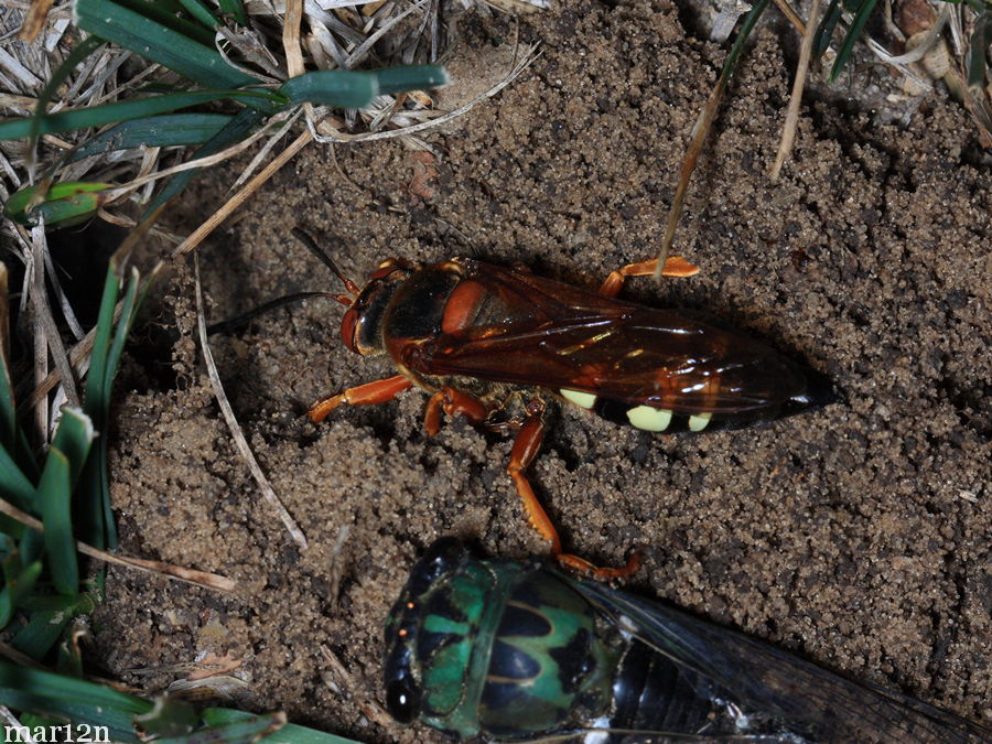 Female cicada killer at burrow entrance with paralyzed cicada