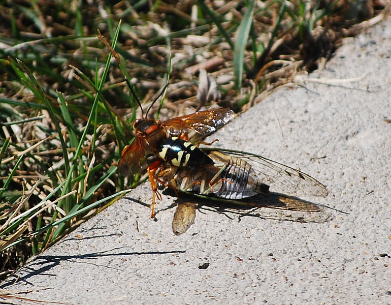 cicada killer wasp