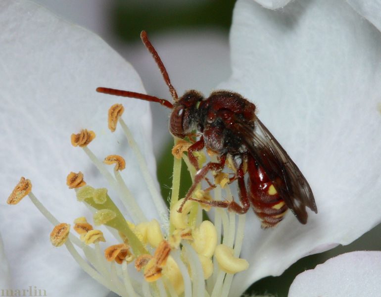 Nomada maculata