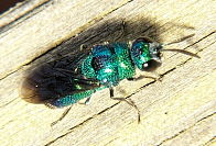 Cuckoo Wasp