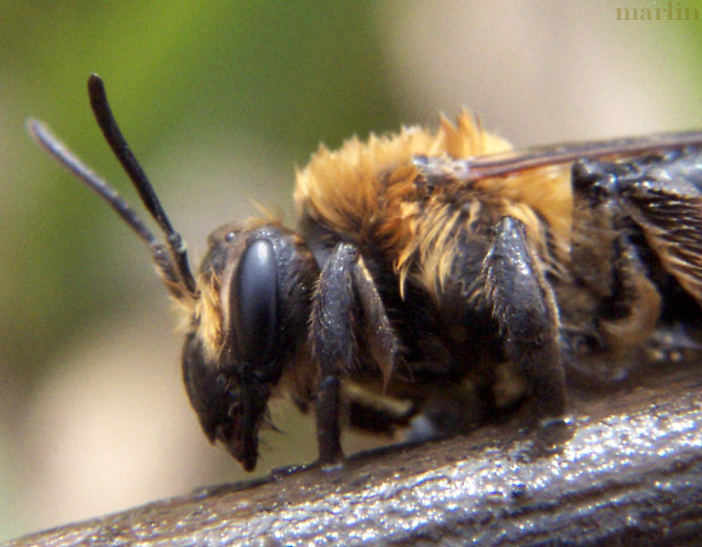 Digger Bee head detail