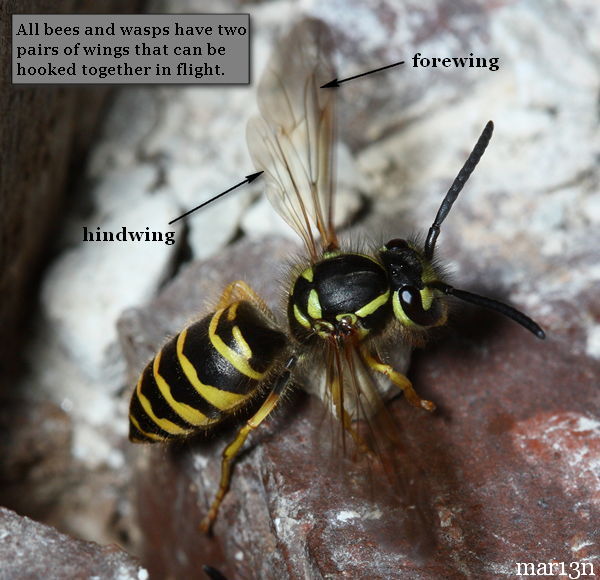 yelowjacket forewings and hindwings in flight