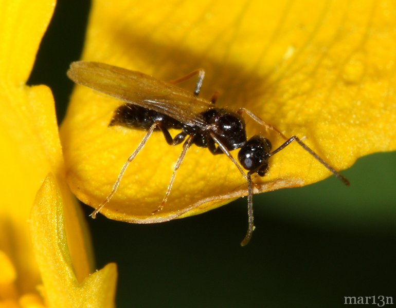 False Honey Ants Prenolepis imparis North American Insects & Spiders