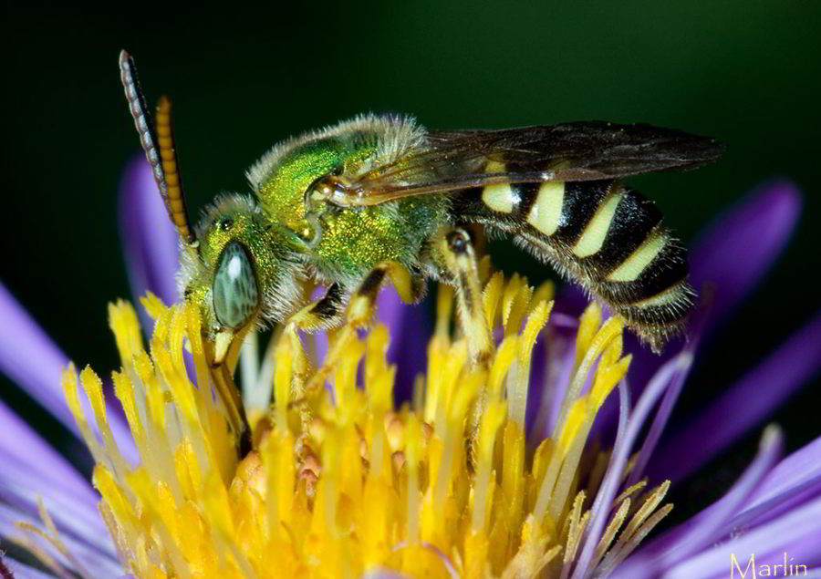 Halictid Bee - Agapostemon splendens