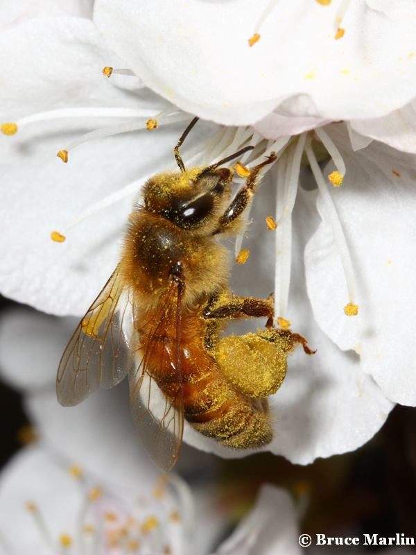 honey bee on apricot blossoms