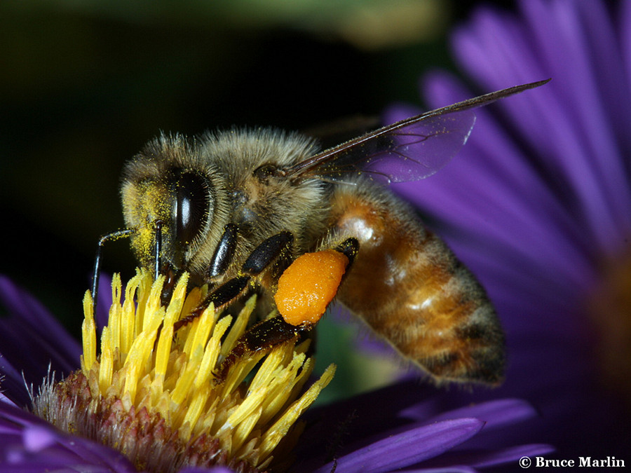 Domestic Honey Bee