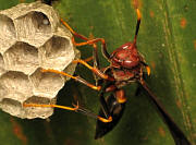 Paper Wasp