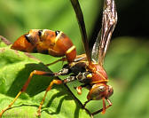 Strepsiptera