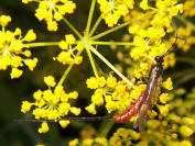 wild parsnip