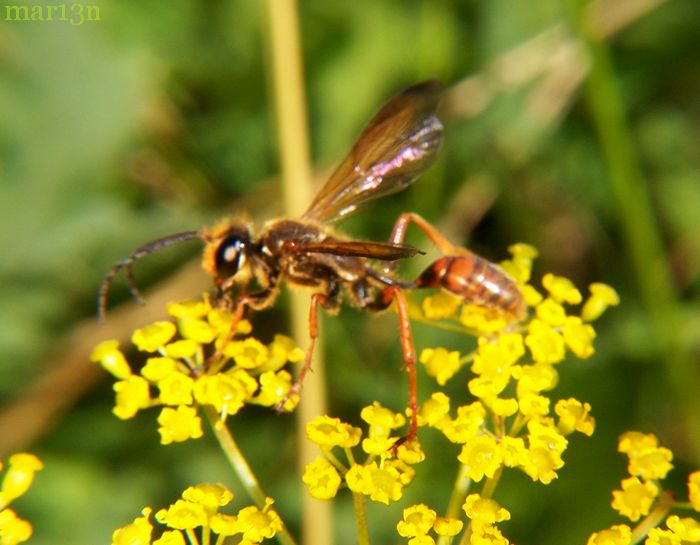 Sphecid Wasp - Isodontia elegans